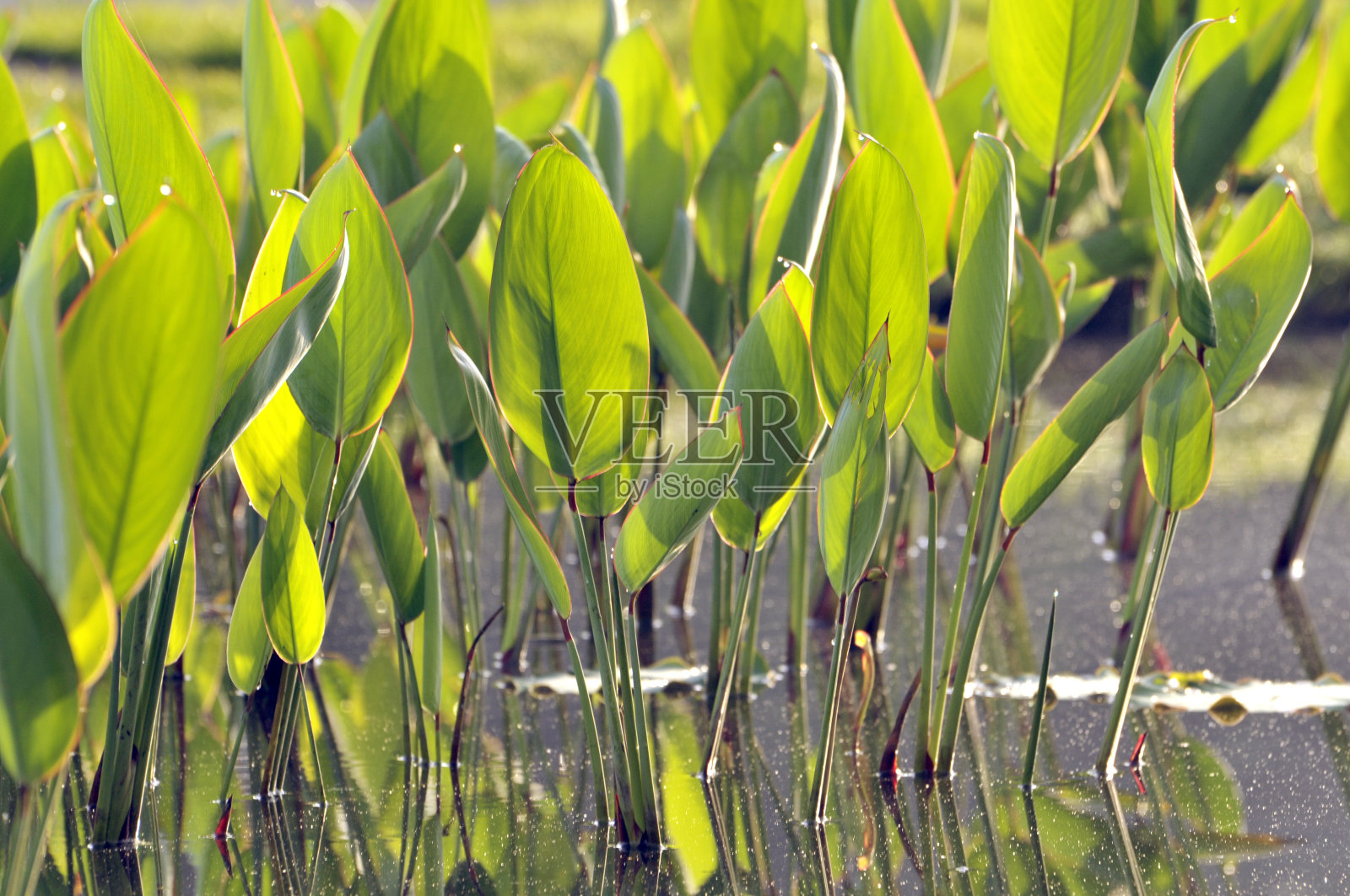 绿油油的，田野，草甸的叶子照片摄影图片