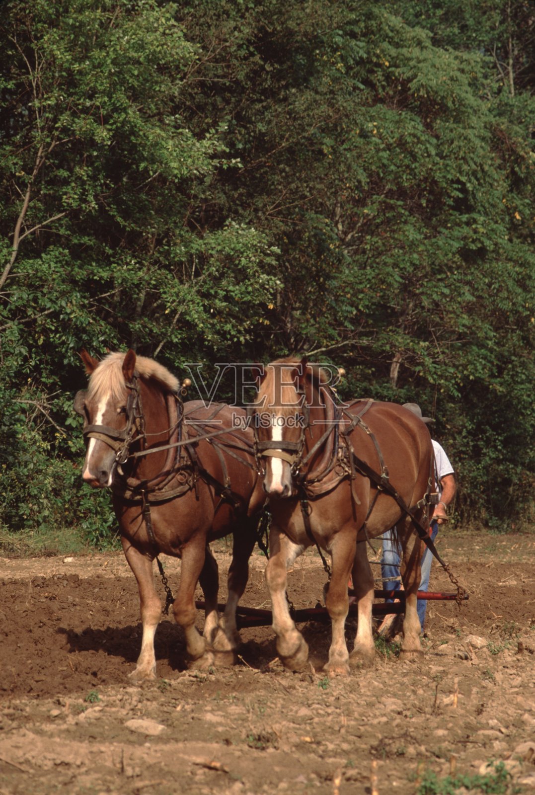 马和农夫犁地照片摄影图片