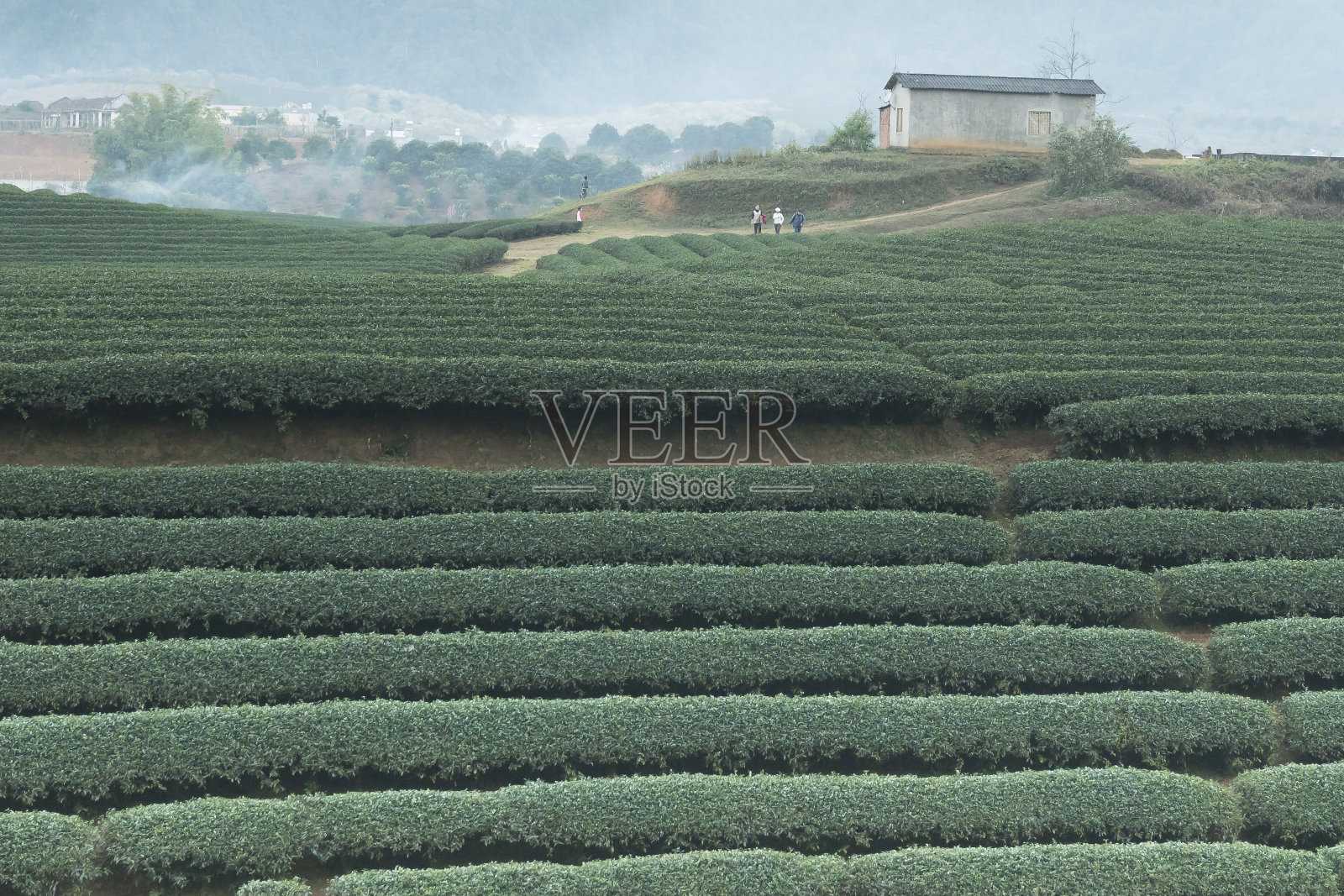 越南sonla省Moc Chau农场的茶园照片摄影图片