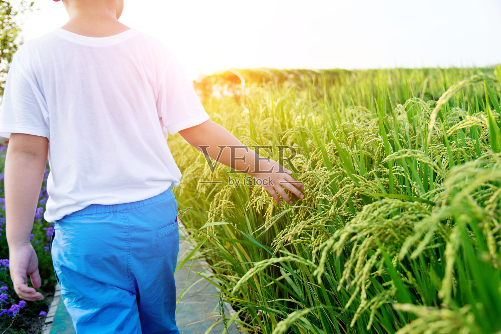 孩子用手触摸稻谷照片摄影图片