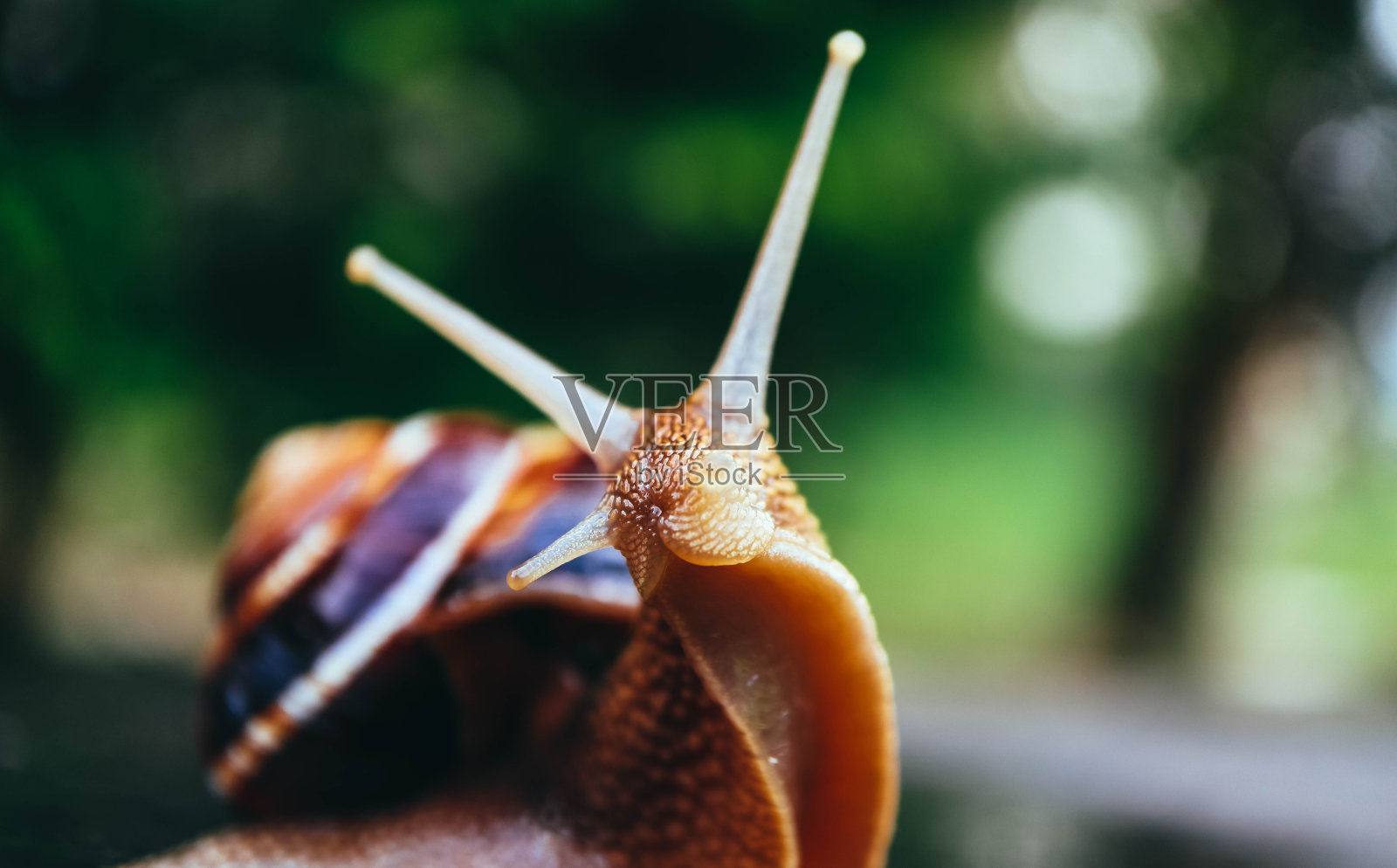 一只蜗牛就以自然为背景，宏观观。大而漂亮的螺旋带着螺旋壳。照片摄影图片