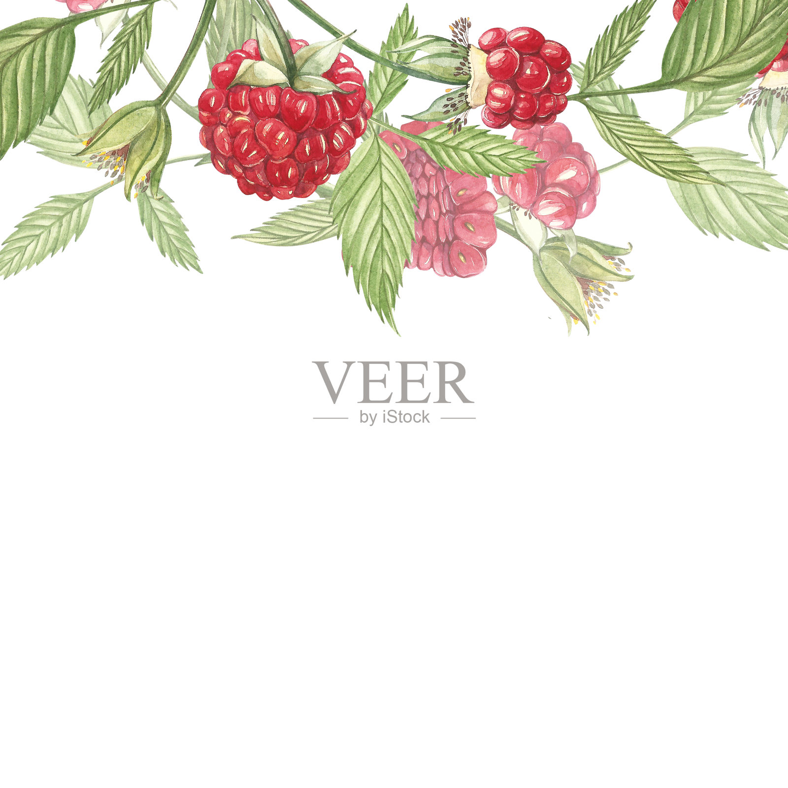 手绘水彩画树莓在白色的背景。植物插图。卡片设计与花朵和叶子。插画图片素材
