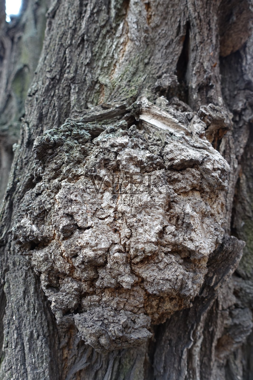 黑蝗树皮上的圆树瘤照片摄影图片