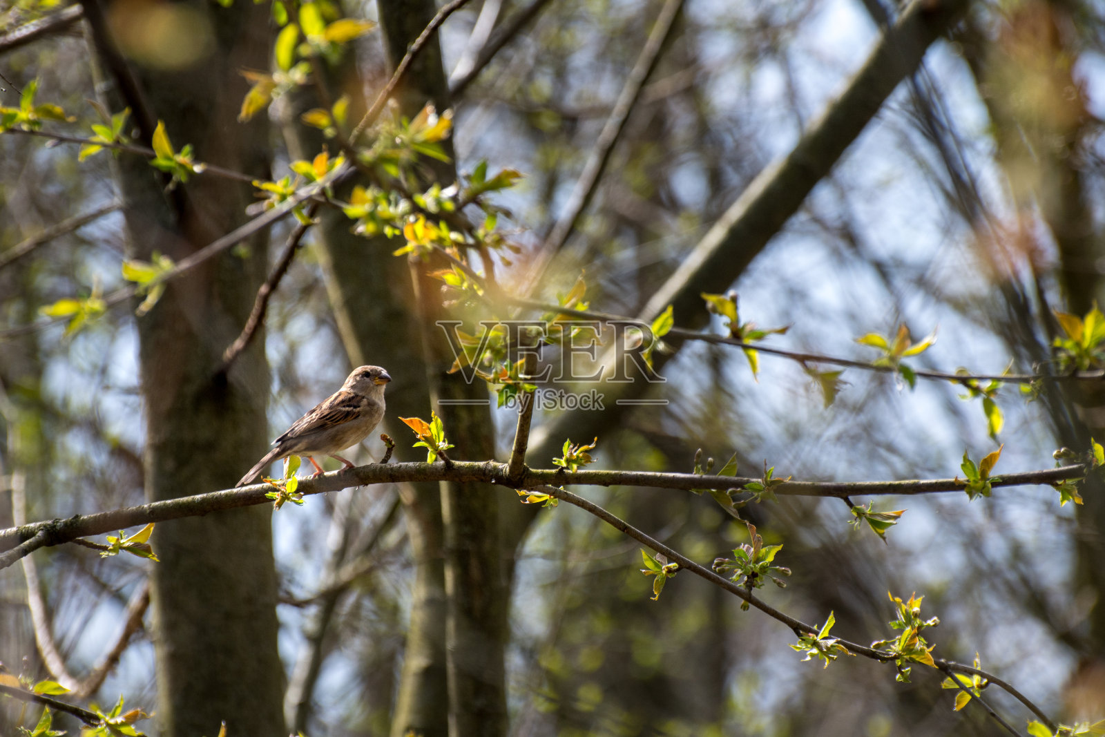 棕色家麻雀坐在绿色树叶的树枝上照片摄影图片