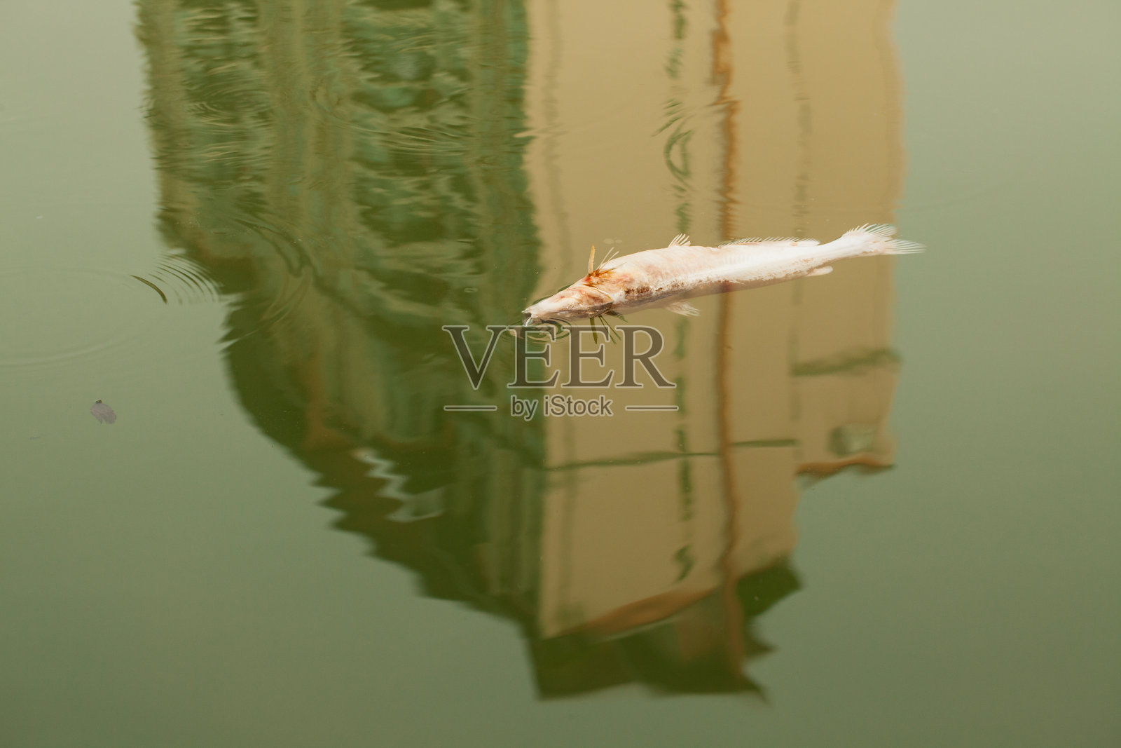 水污染-死鱼漂浮在水面照片摄影图片
