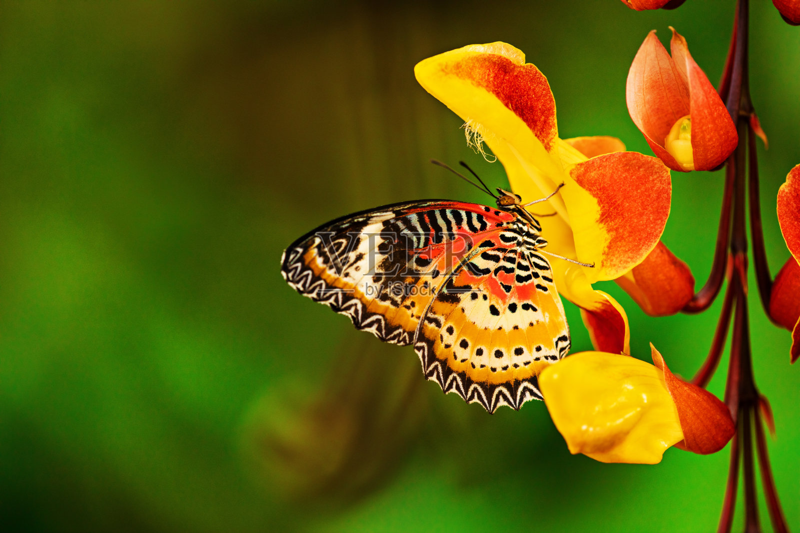 黑脉金斑蝶(黑脉金斑蝶)照片摄影图片