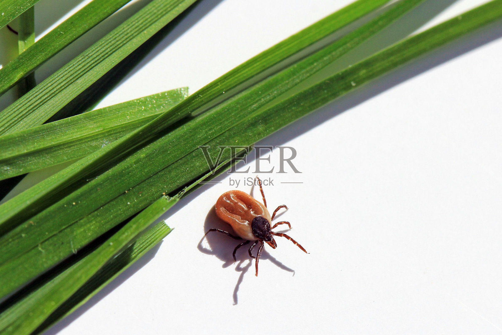 一只危险的蜱虫从草叶上爬到地上照片摄影图片