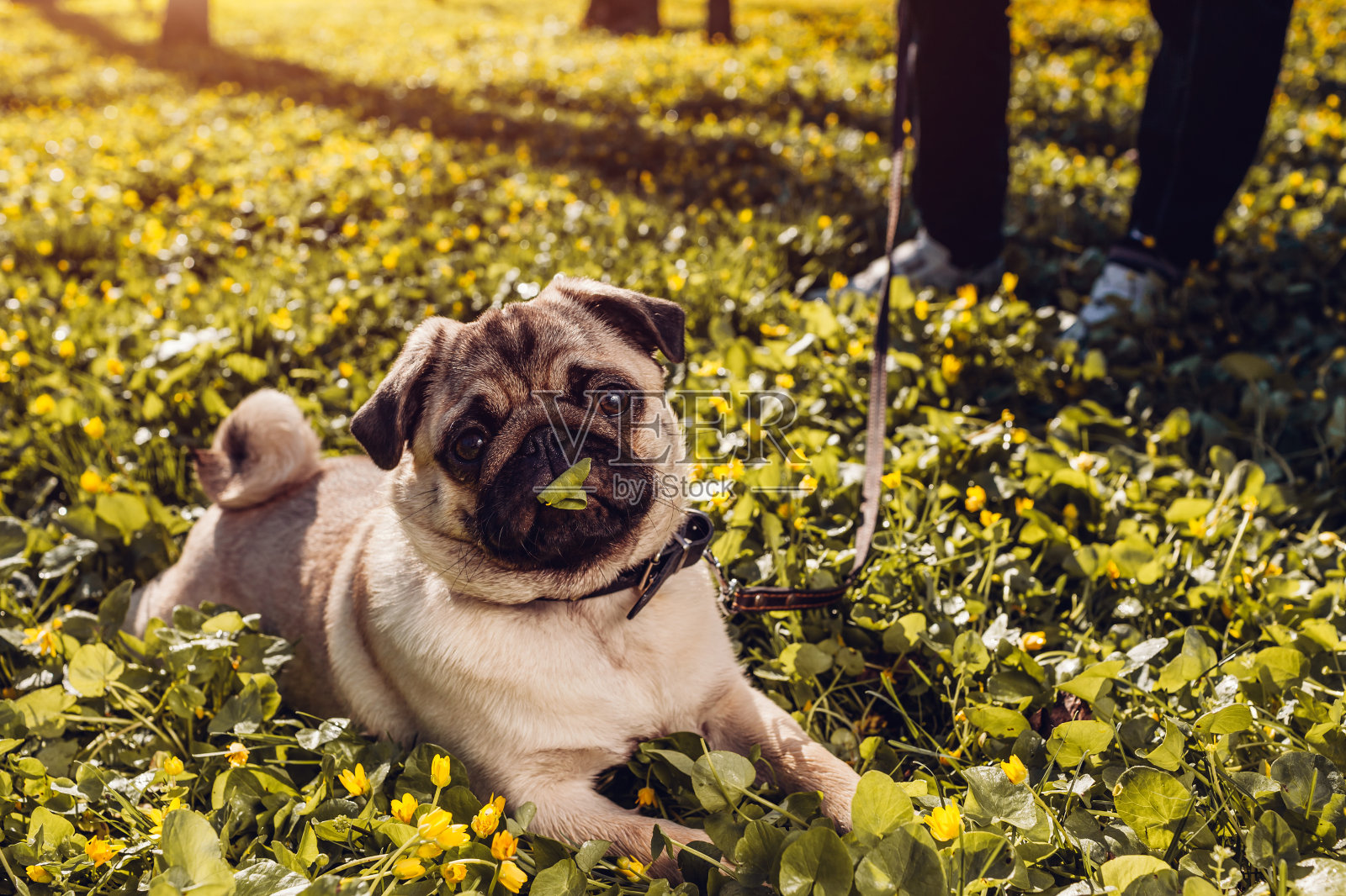 一个女人在春天的森林里遛哈巴狗。清晨，快乐的小狗躺在黄色的花丛中，啃着青草照片摄影图片