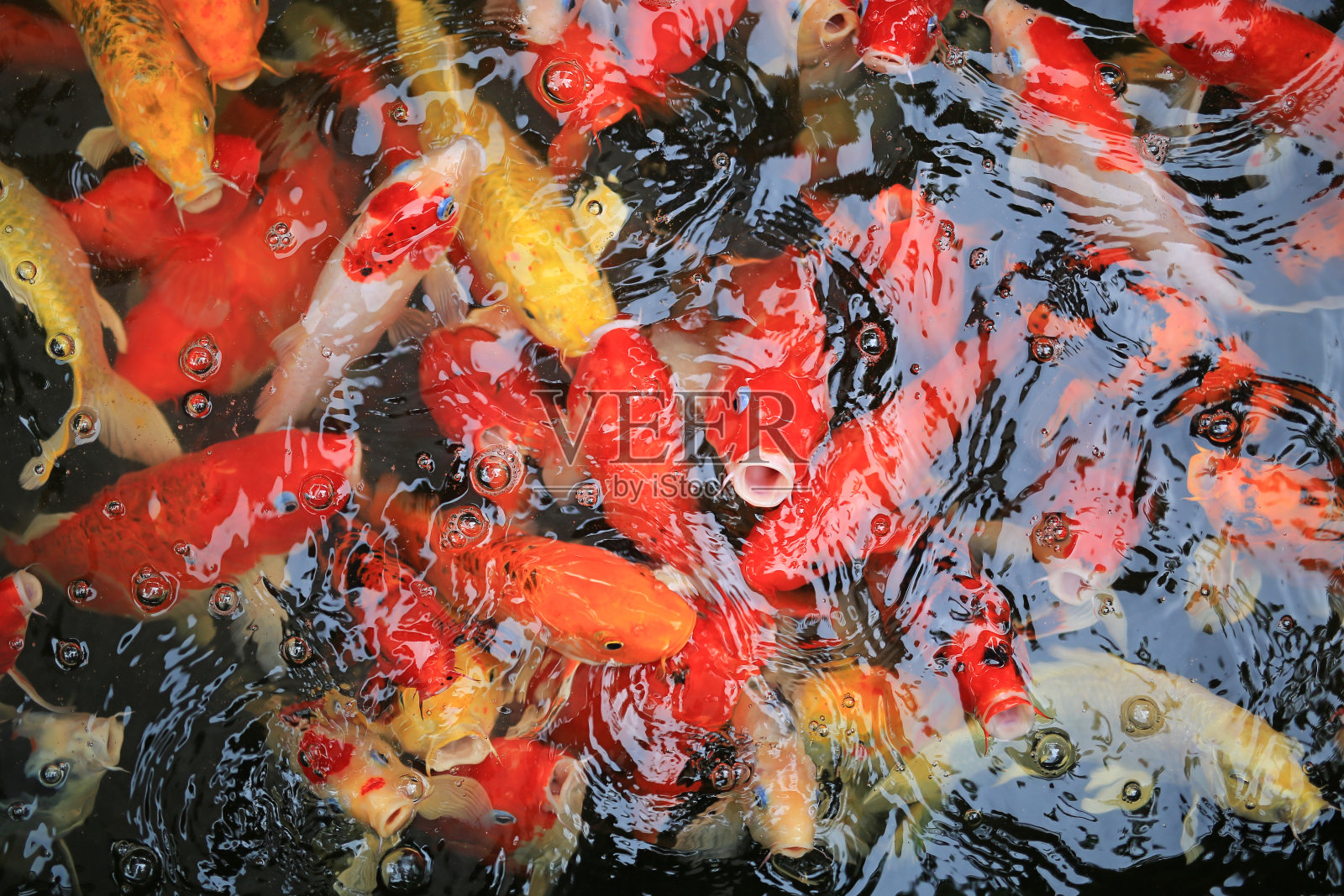 池塘里五颜六色的锦鲤优雅地游来游去照片摄影图片