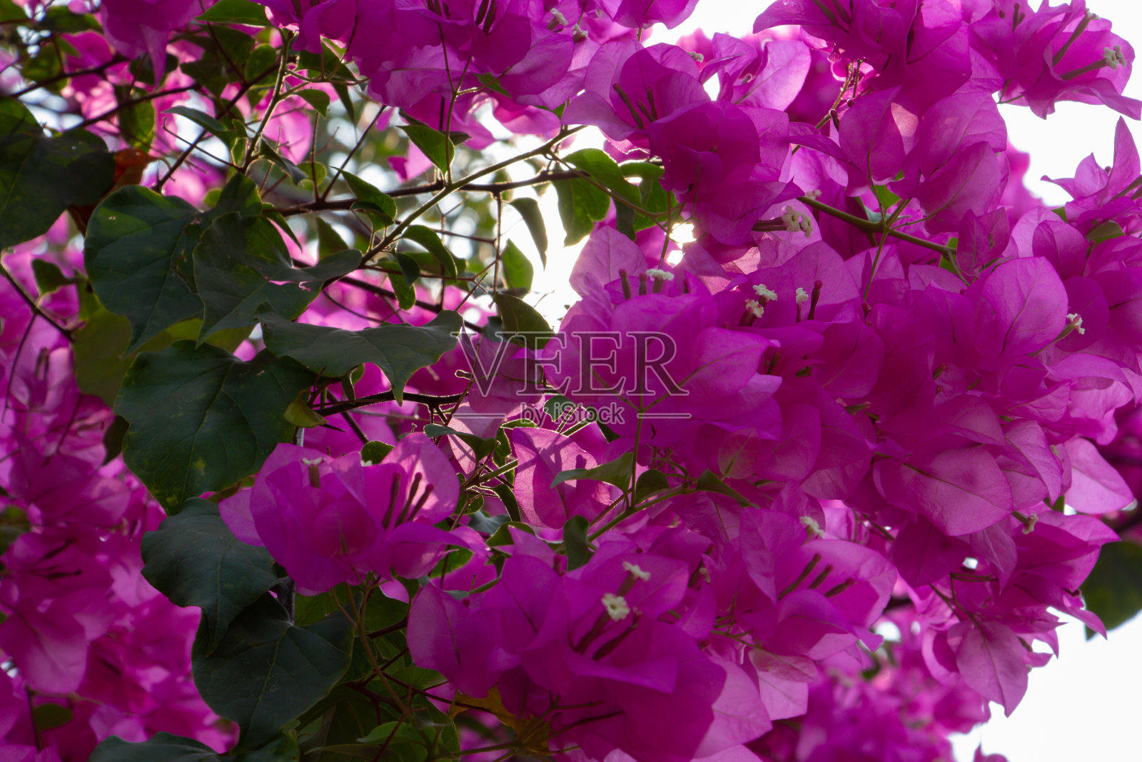 叶子花属紫色的花照片摄影图片