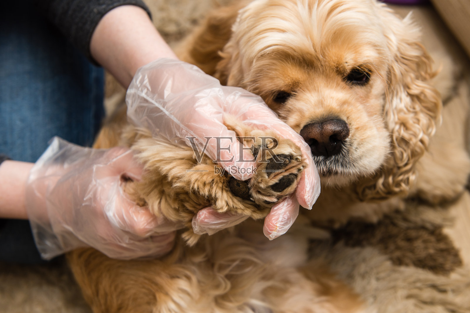 戴手套的女人检查狗爪上有没有虫子照片摄影图片
