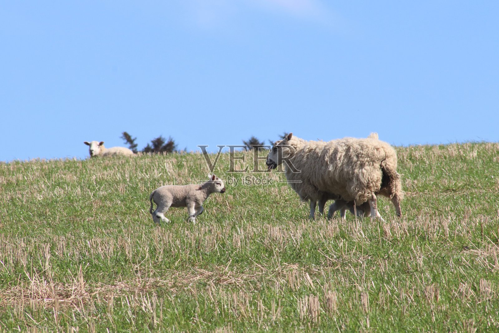 苏格兰乡村田野里的绵羊和羊羔照片摄影图片