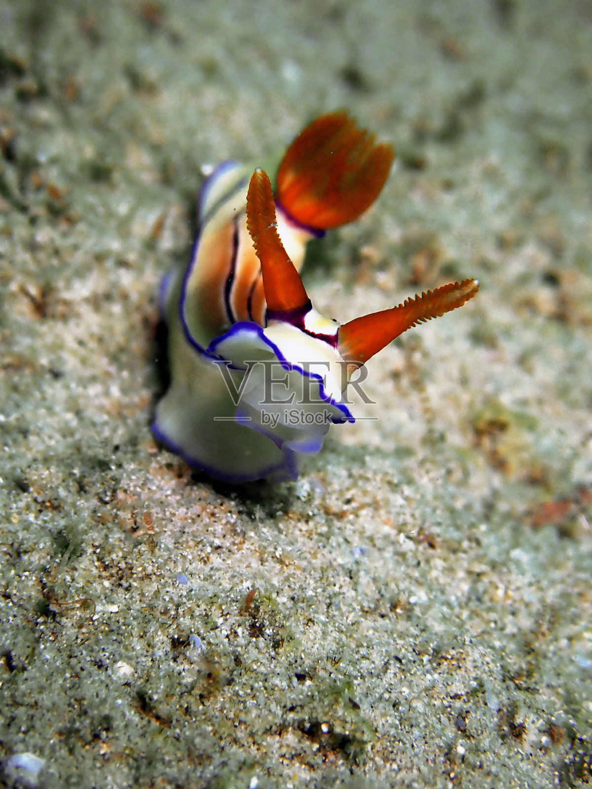 水下海洋生物照片摄影图片