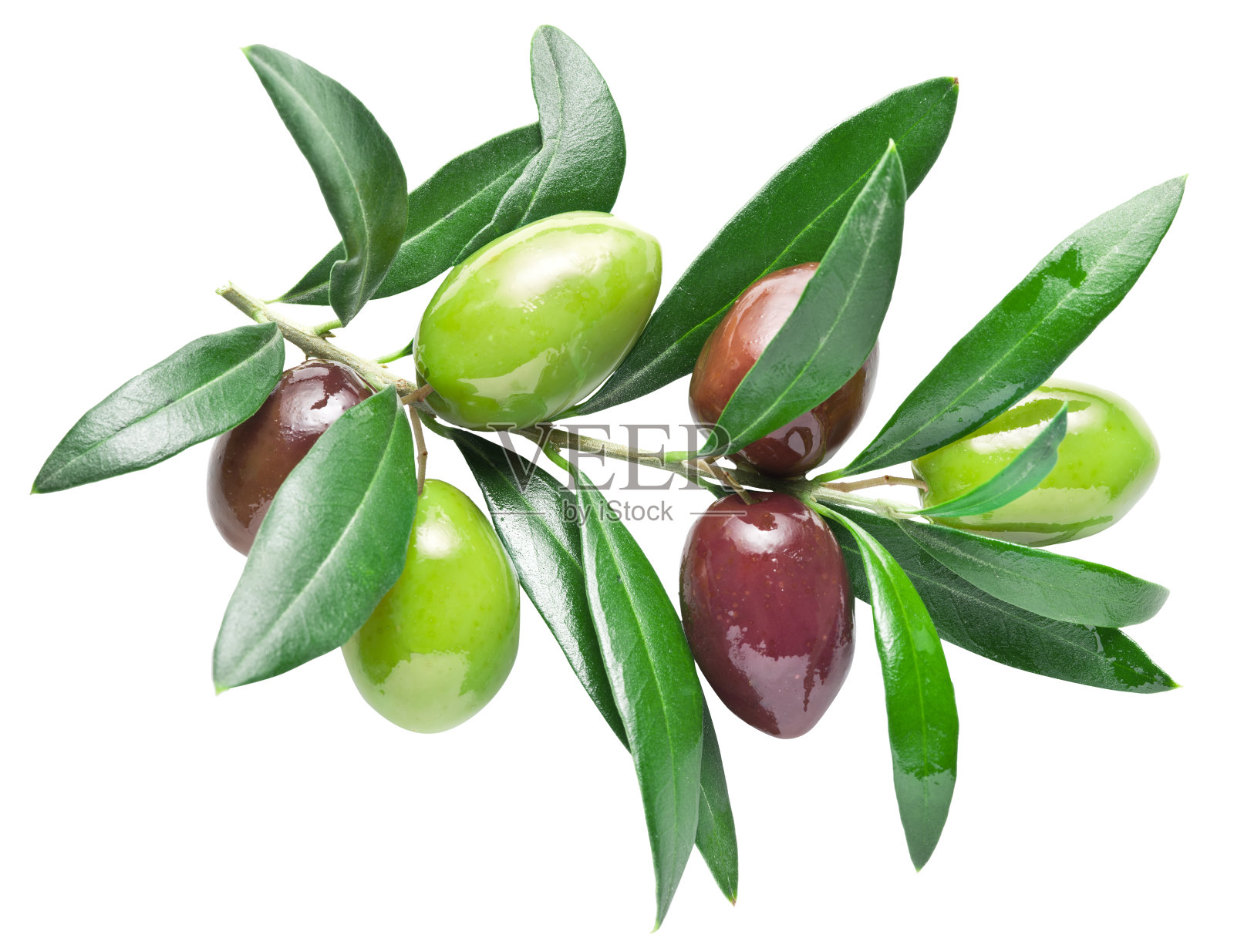 橄榄枝上半熟的新鲜橄榄浆果。照片摄影图片