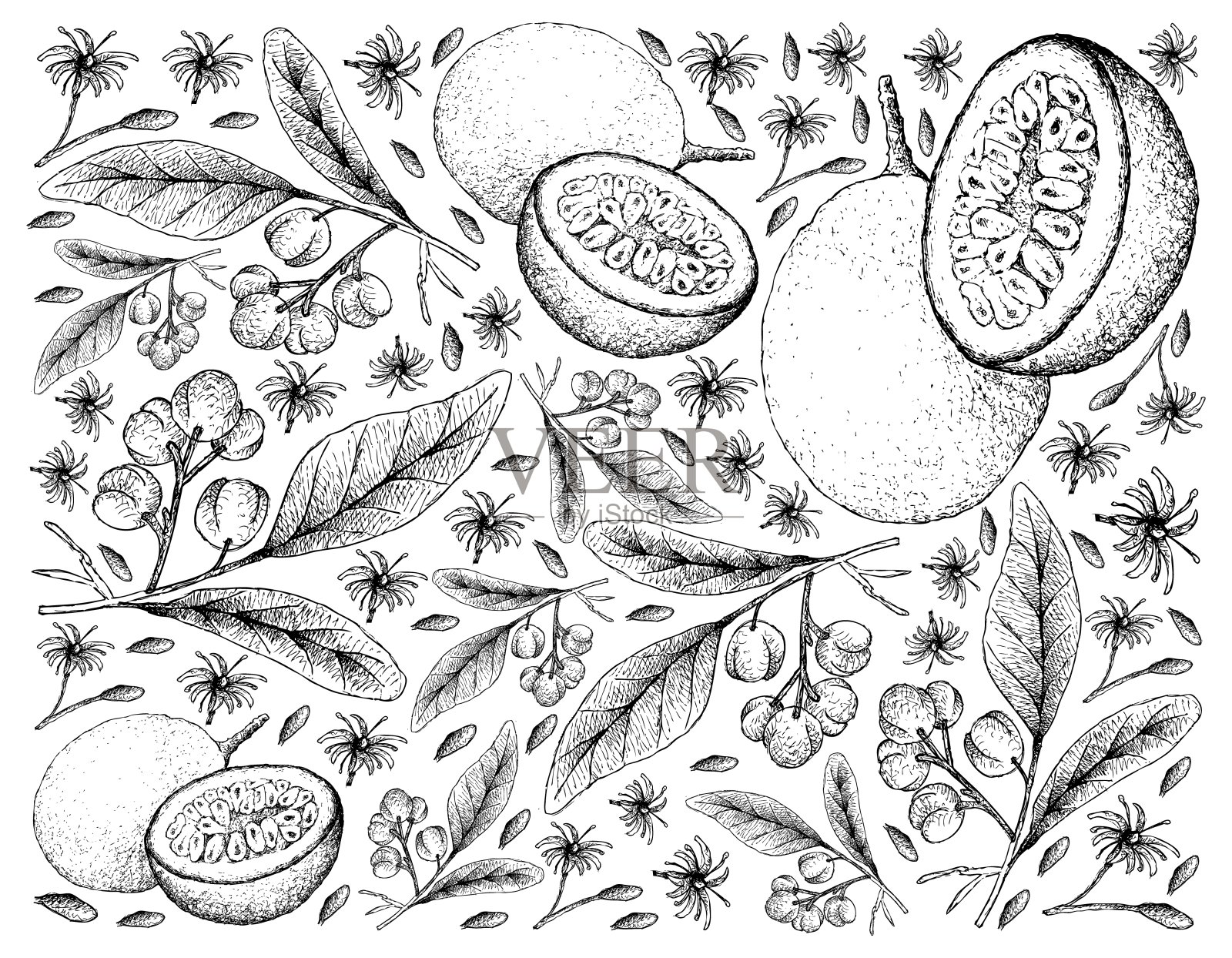 长柄acronygia Pedunculata和百香果手绘背景插画图片素材