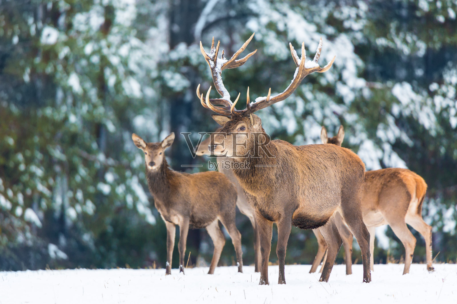 冬季野生动物。冬季森林里的一群高贵的麋鹿。有选择性的重点照片摄影图片