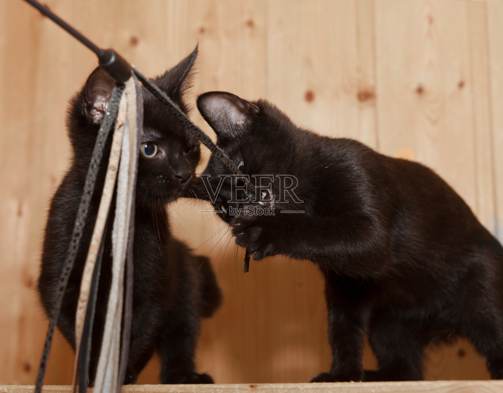 两只顽皮的黑猫照片摄影图片
