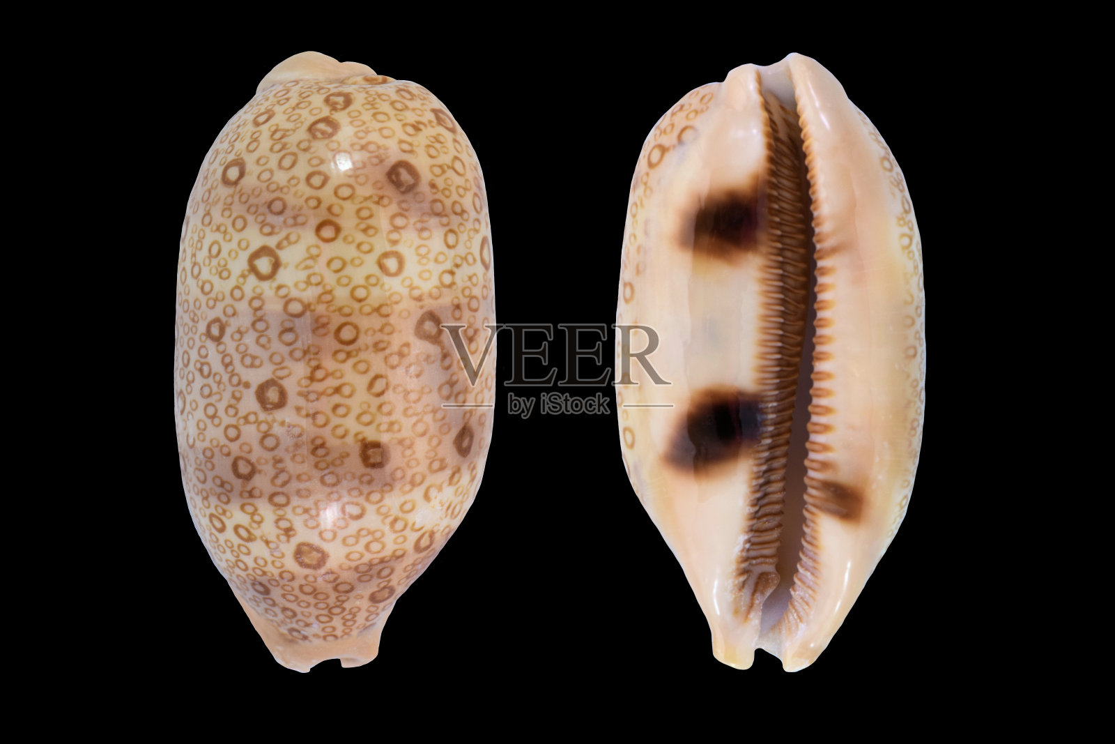 贝贝太平洋海洋动物贝壳收集照片摄影图片