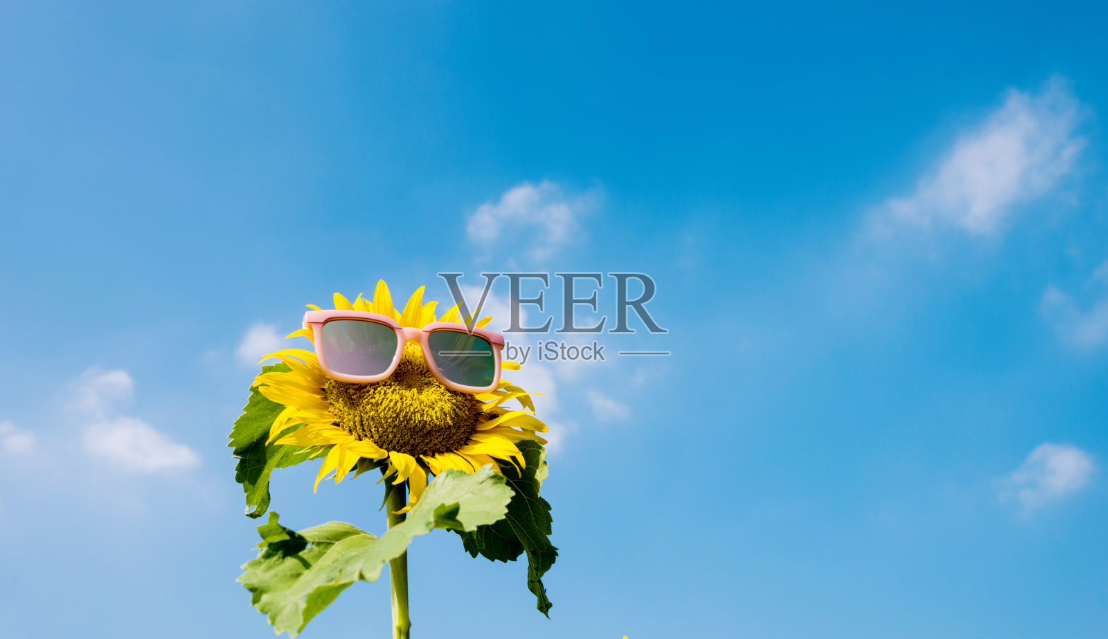 蓝色天空下戴着墨镜的黄色向日葵照片摄影图片