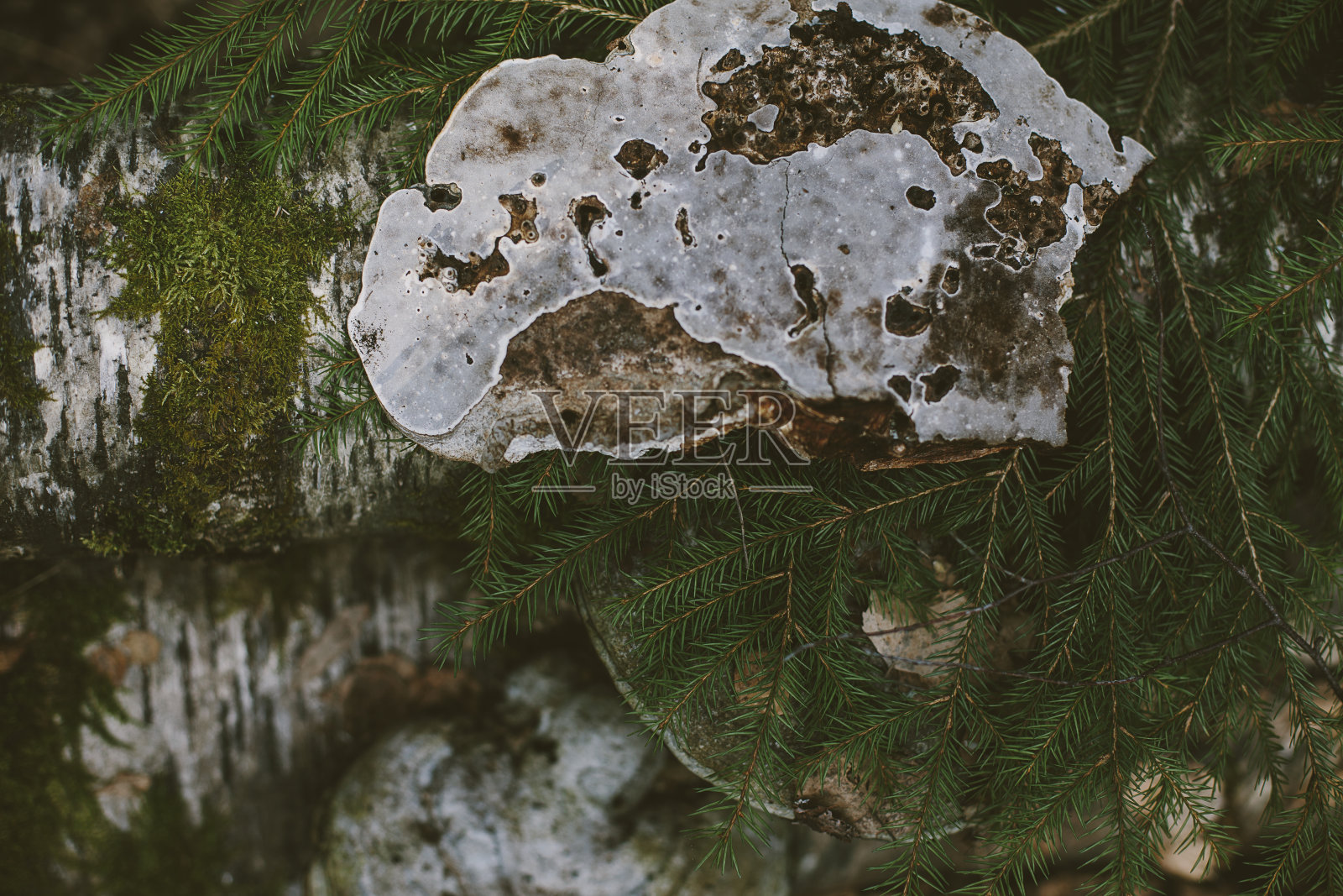 桦树上的蘑菇照片摄影图片