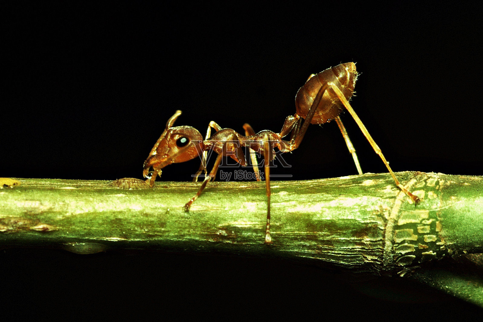 蚂蚁喝蚜虫的水。照片摄影图片
