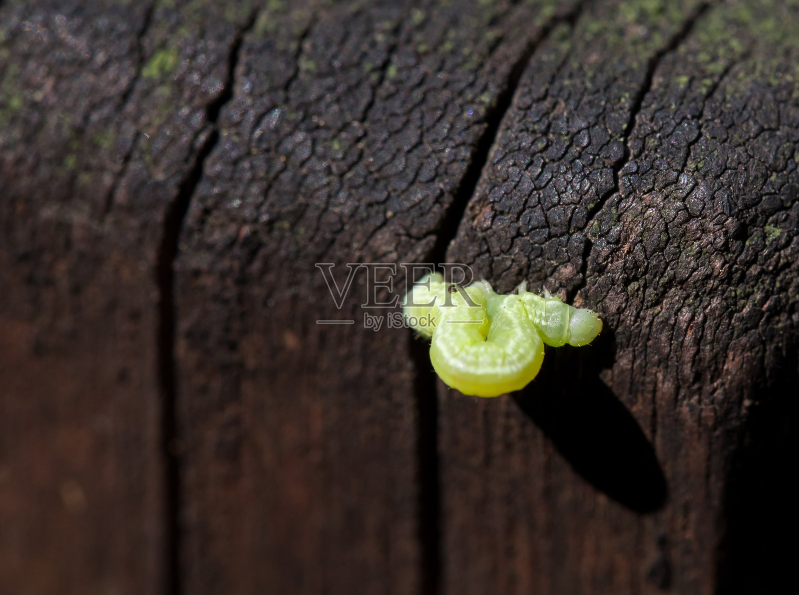 一条绿色的毛毛虫在树上爬行照片摄影图片