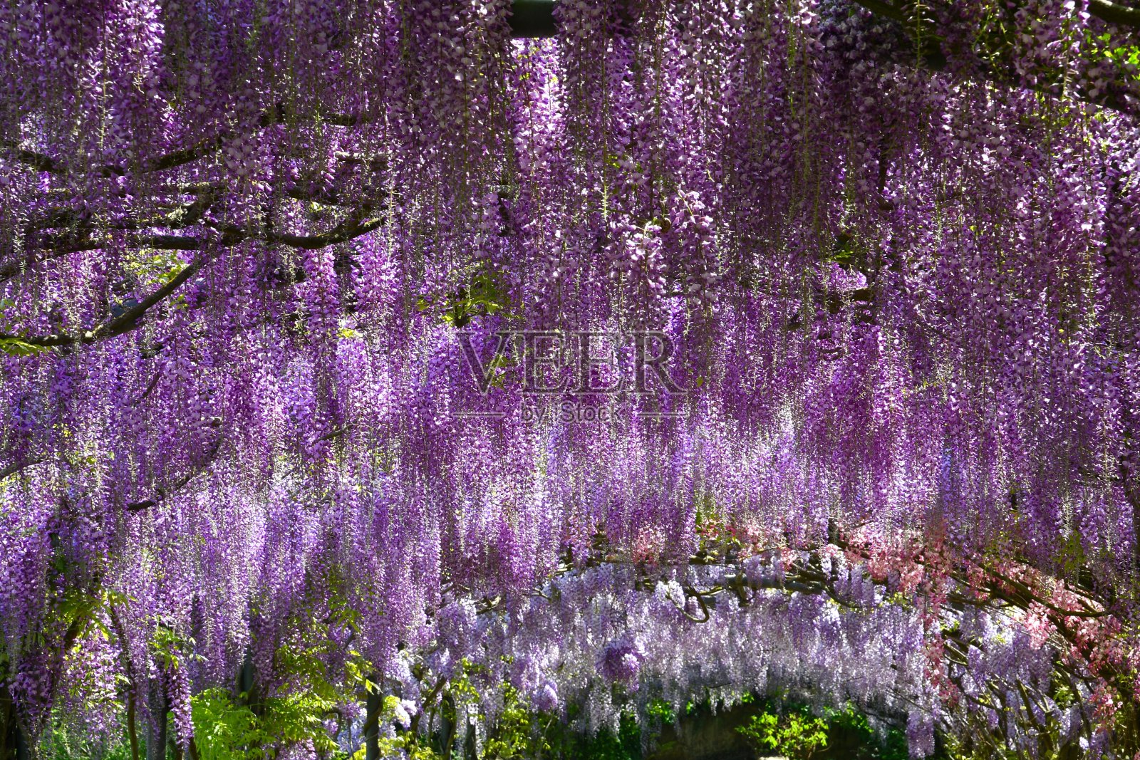 美丽盛开的紫藤。著名的紫藤隧道在佛罗伦萨的Bardini花园(Giardini Bardini)。意大利托斯卡纳。照片摄影图片