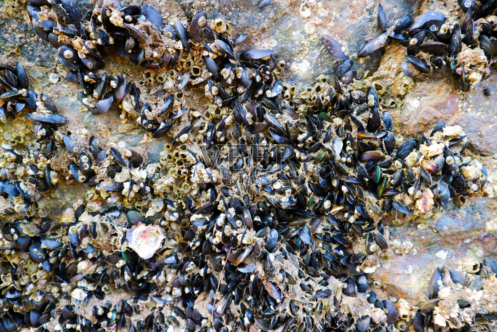 藤壶是一种有外壳的海洋甲壳类动物照片摄影图片