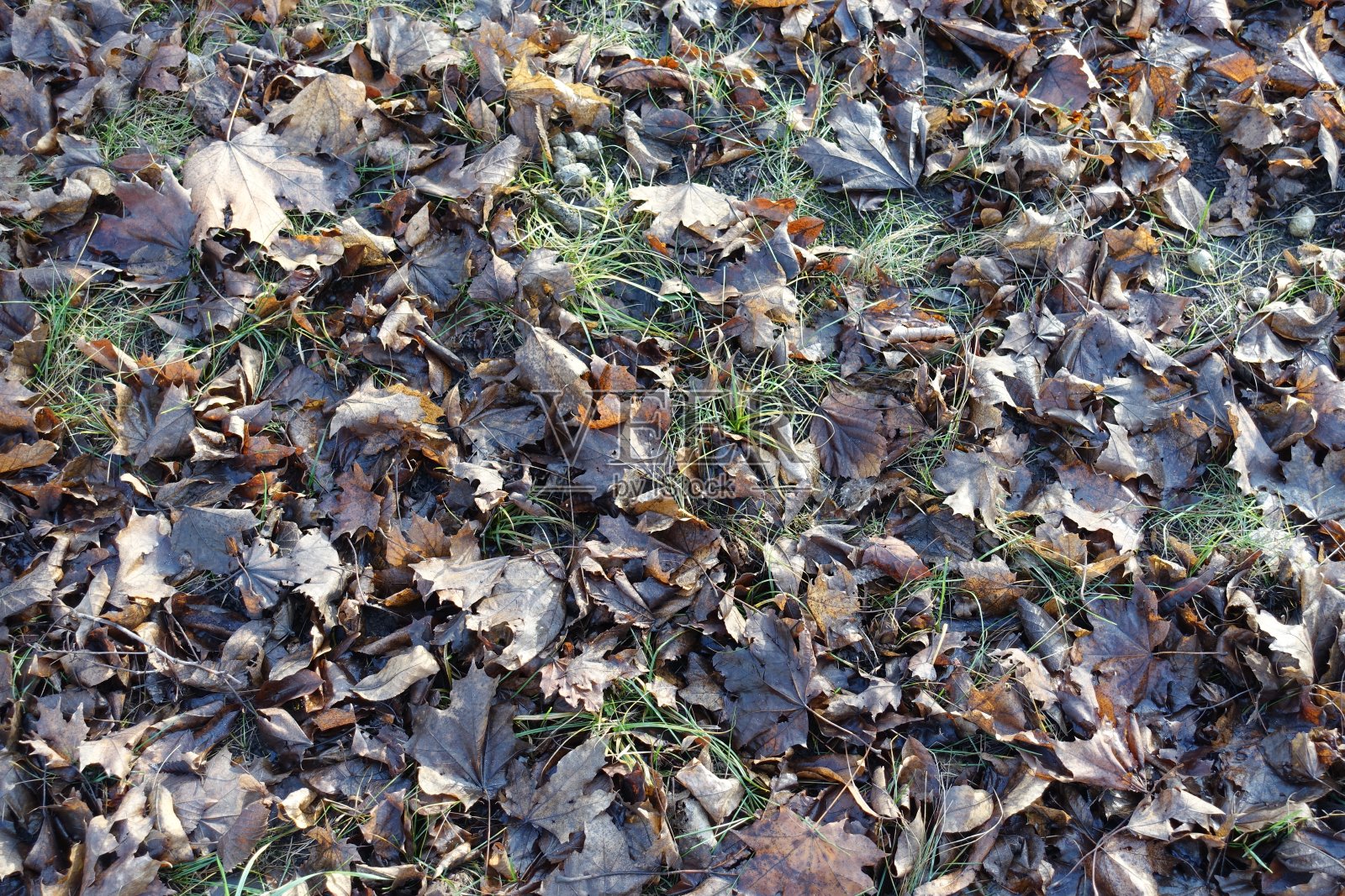 深秋的草地上，枯黄的落叶照片摄影图片