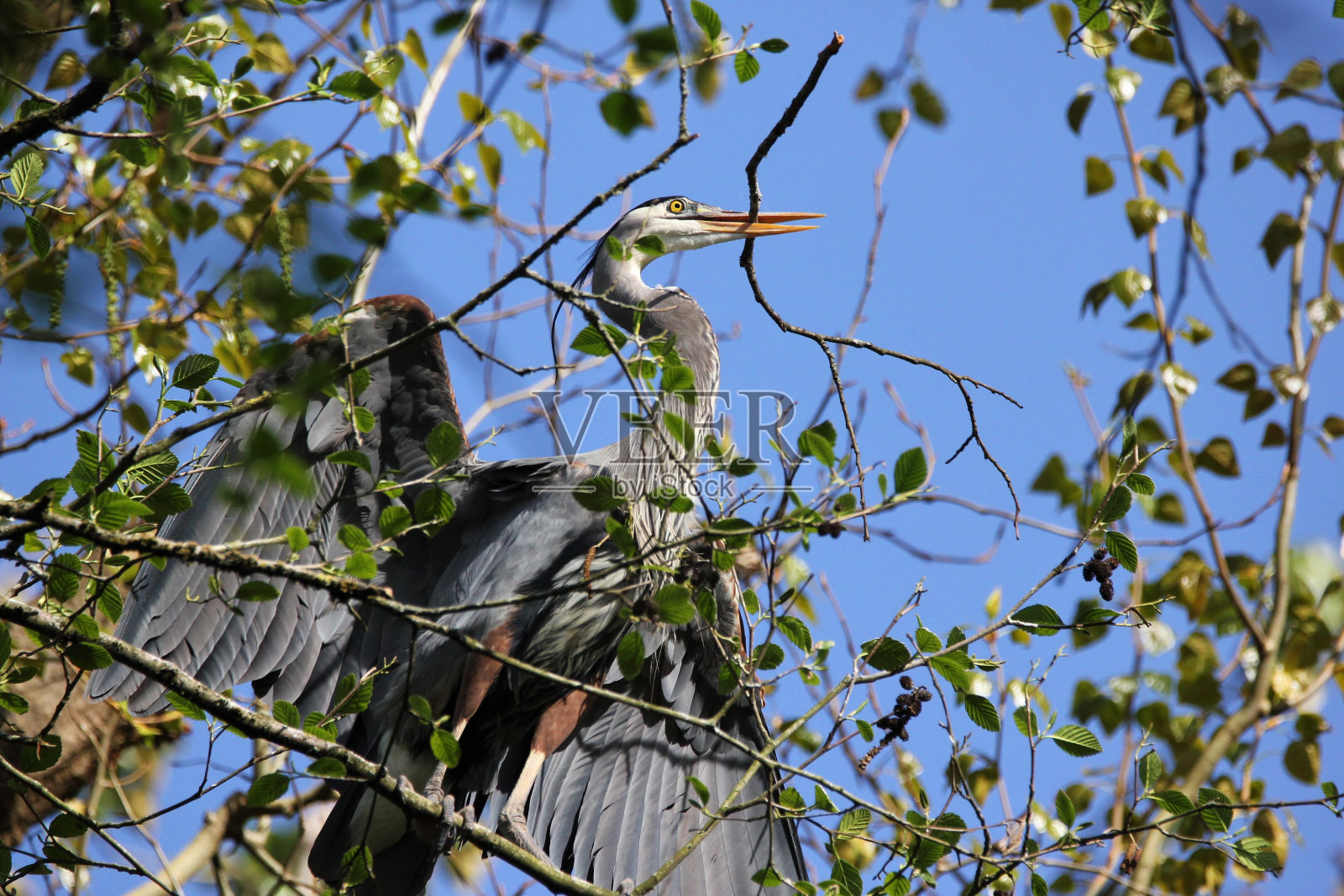 大蓝鹭(Ardea herodias)在树枝上，嘴里叼着一根棍子照片摄影图片