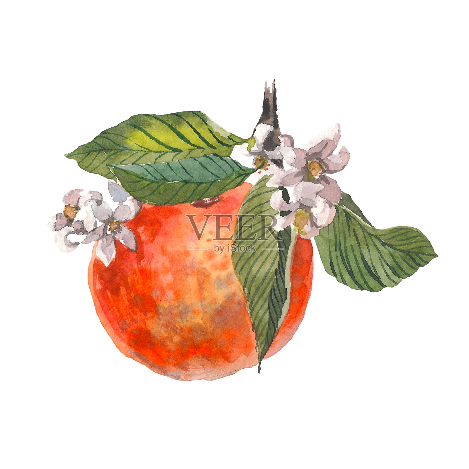 手绘水彩画在白色的背景。水彩画插图的柑橘水果橙子与花插画图片素材