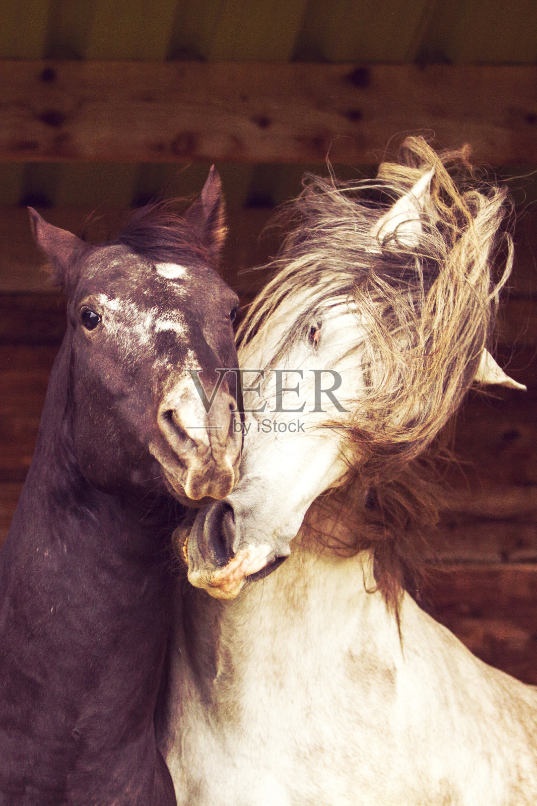 两只种马在一起玩照片摄影图片