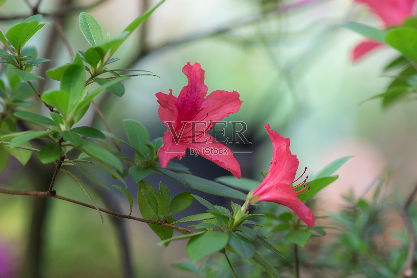 花园里的红色杜鹃花照片摄影图片