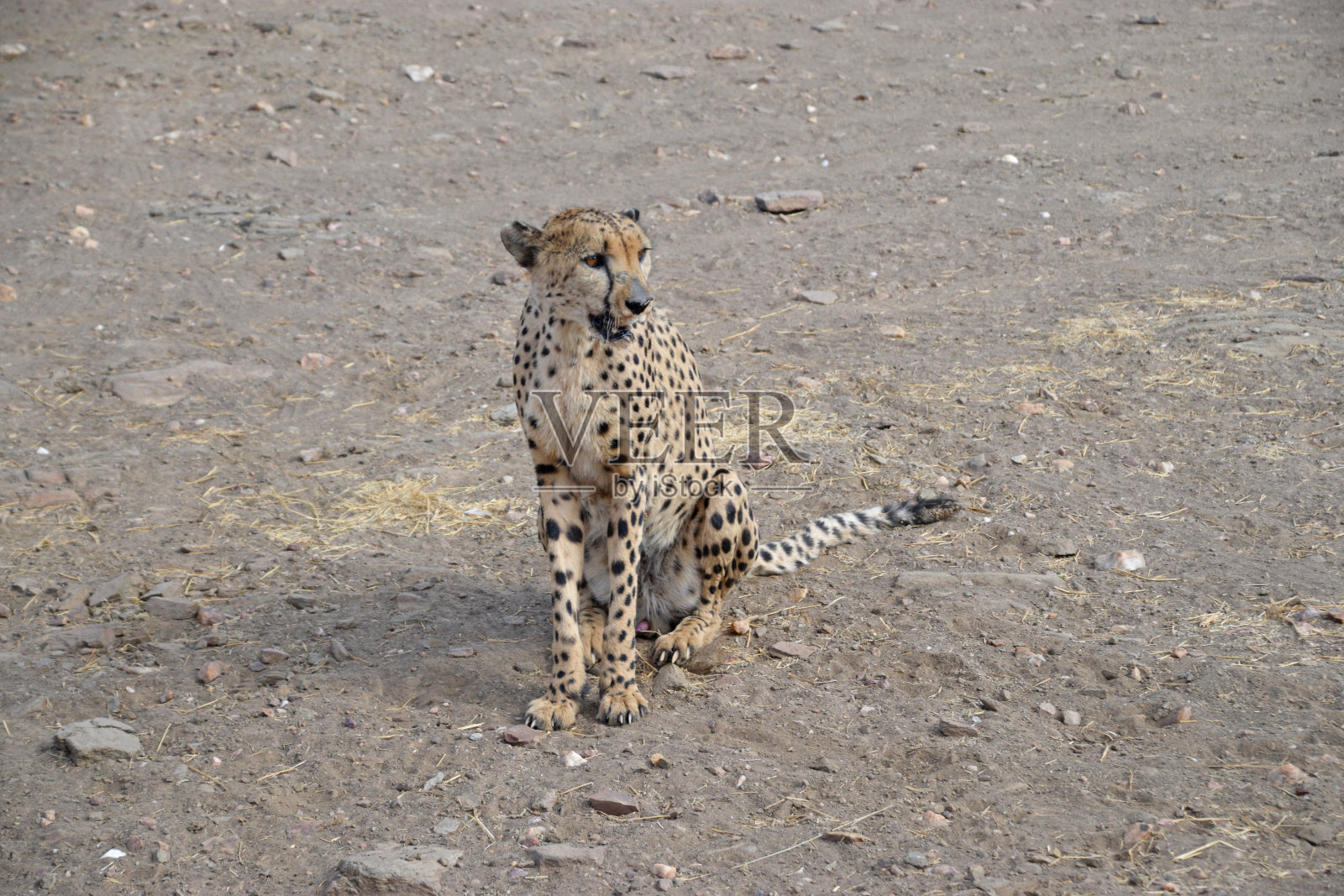 猎豹在纳米比亚照片摄影图片
