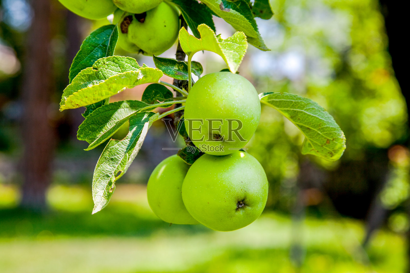 夏天的苹果树照片摄影图片