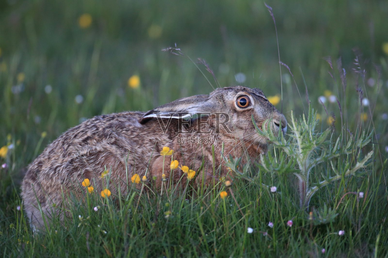 欧洲棕色野兔照片摄影图片