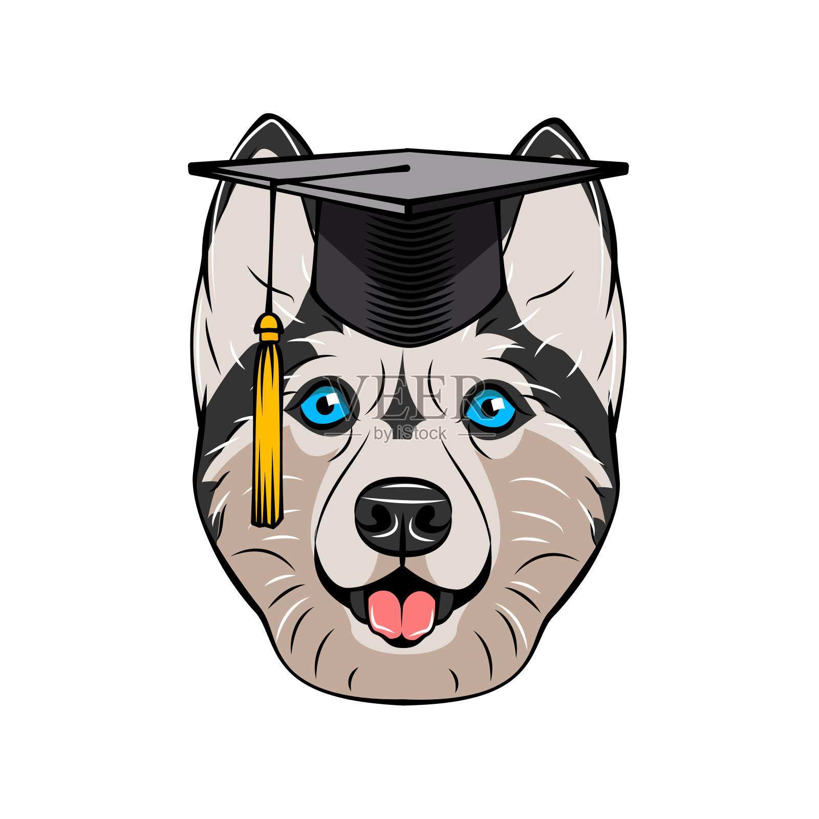 西伯利亚哈士奇毕业生肖像。毕业帽。微笑的狗。向量。插画图片素材