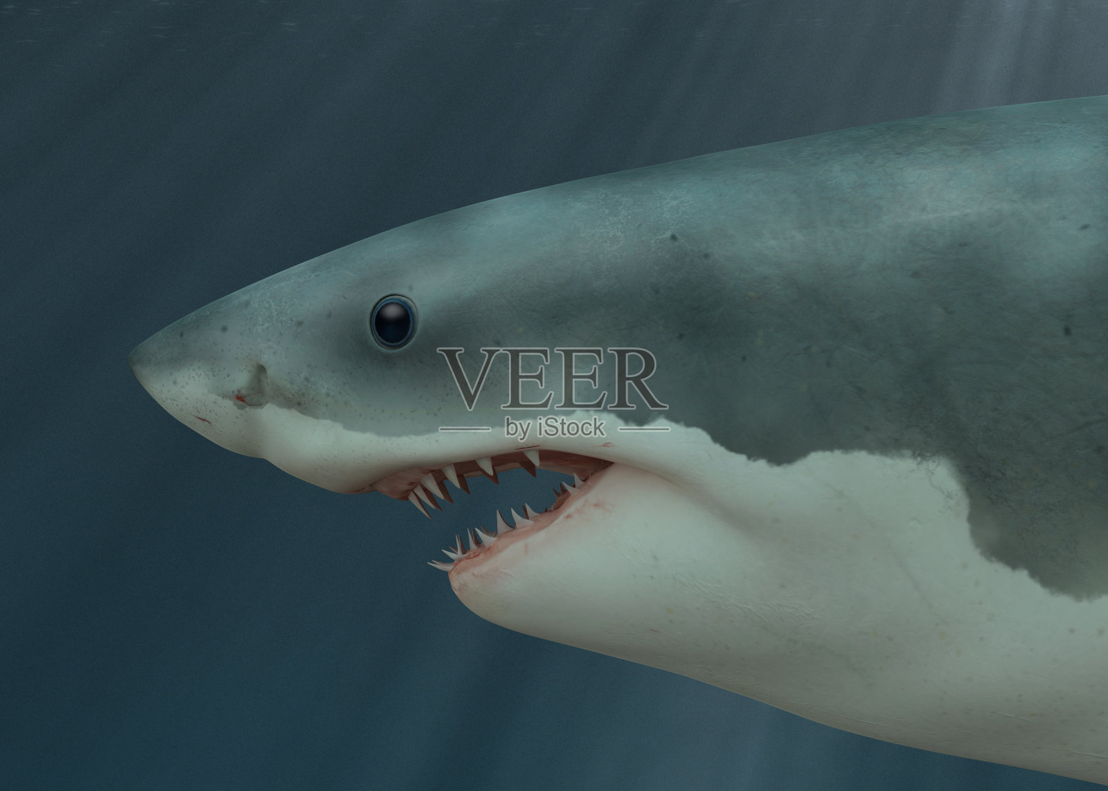 大白鲨水下近距离侧视图照片摄影图片