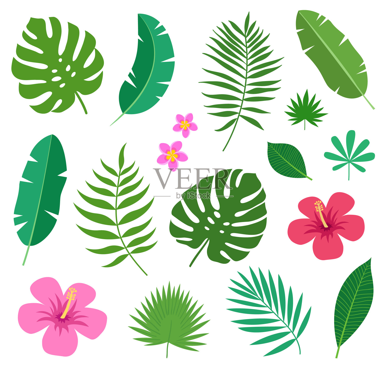 一套热带彩色外来植物的叶子和花鸡蛋花和木槿孤立在白色的背景。插画图片素材