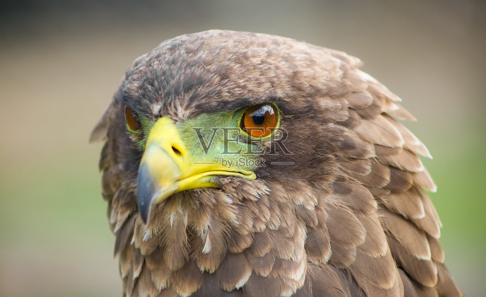 近距离微距的一个棕色的鹰与绿色和黄色的喙照片摄影图片