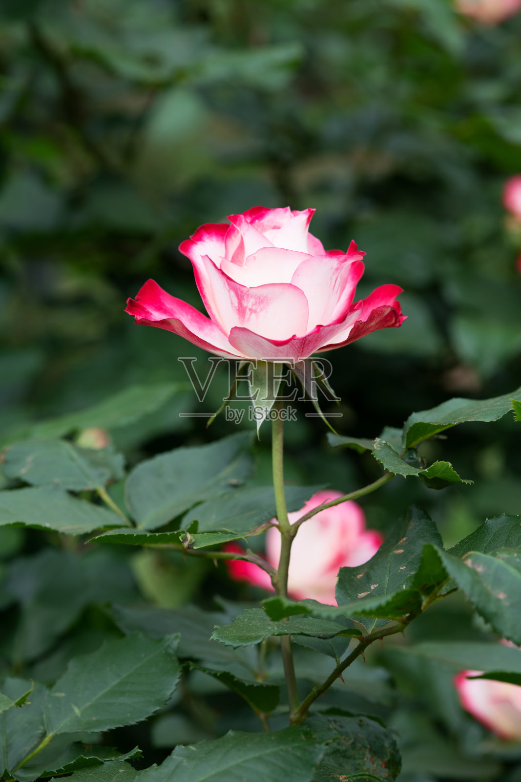 粉色和白色双色玫瑰的特写“摩纳哥王子禧年”照片摄影图片