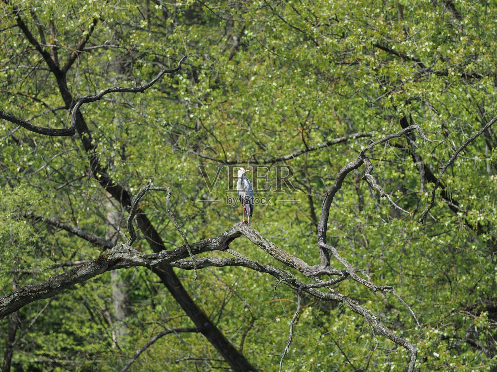 一只苍鹭坐在树上照片摄影图片
