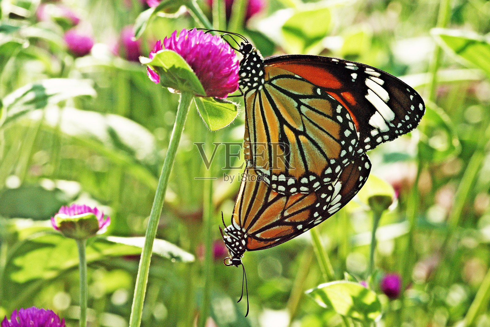 紫红色花坛上交配的蝴蝶。照片摄影图片