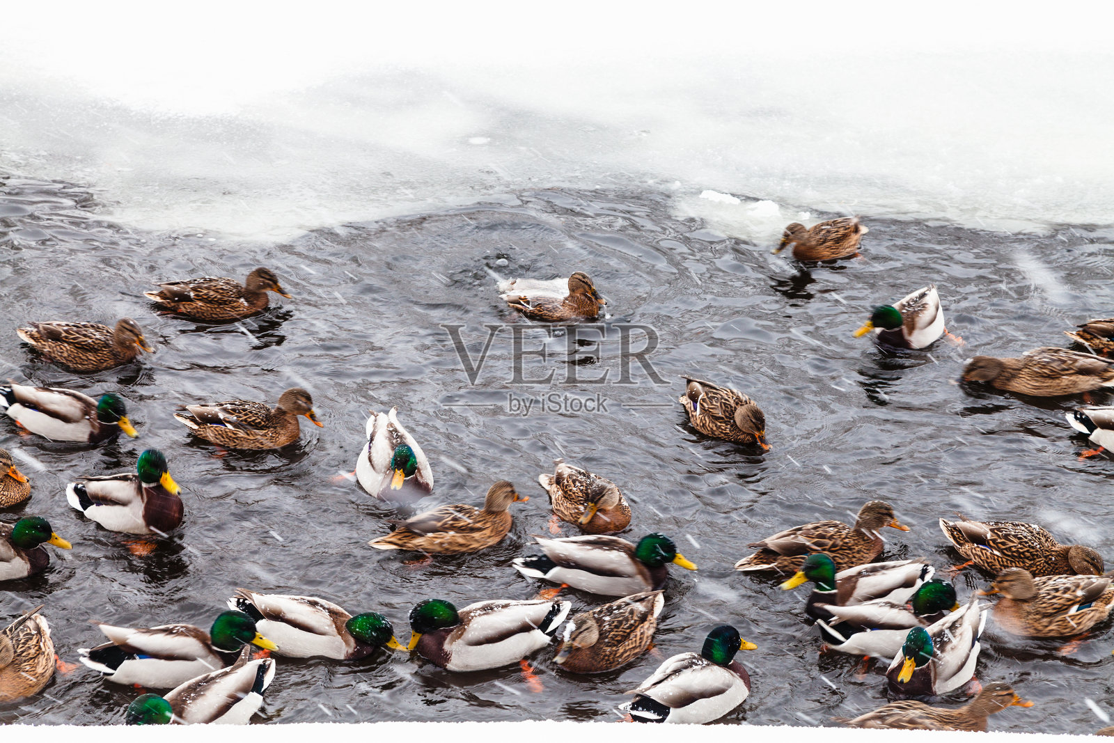 许多鸭子在冰湖的冰洞里游泳照片摄影图片