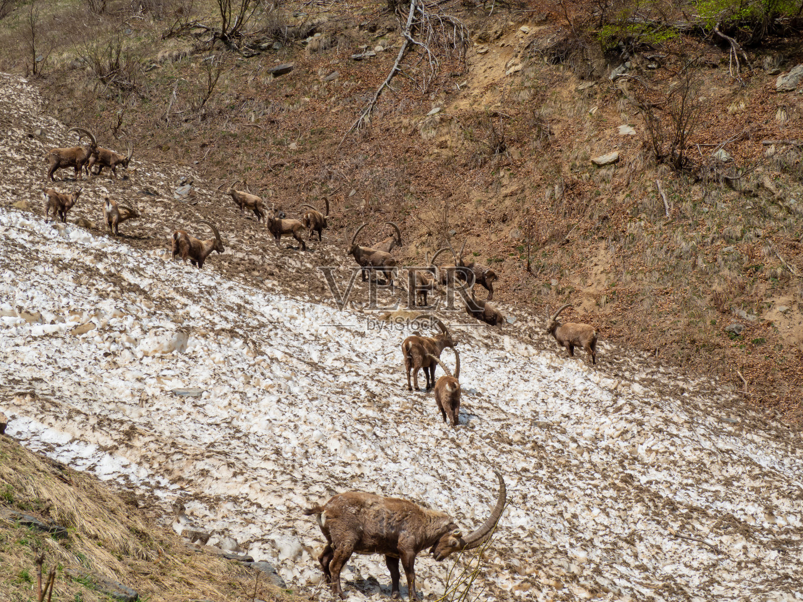 春天雪地上的一群高山野山羊，用肮脏的积雪碎片来伪装自己。意大利,Orobie阿尔卑斯山照片摄影图片