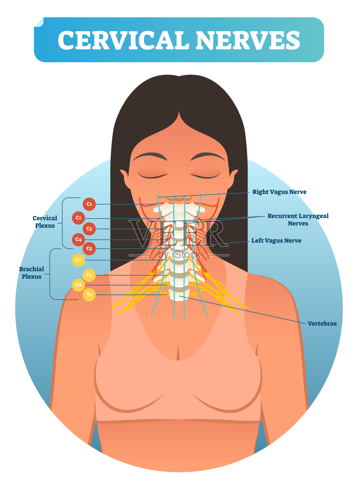 颈神经医学解剖图矢量图解。颈部人类神经网络方案。插画图片素材