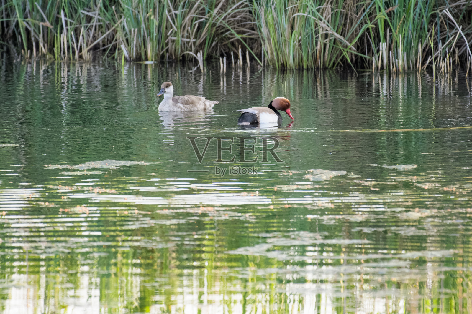 一对红冠潜鸭在湖上游泳照片摄影图片
