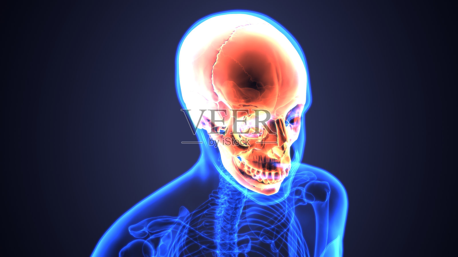 颅骨解剖的3D插图-人体骨骼医学概念的一部分。照片摄影图片