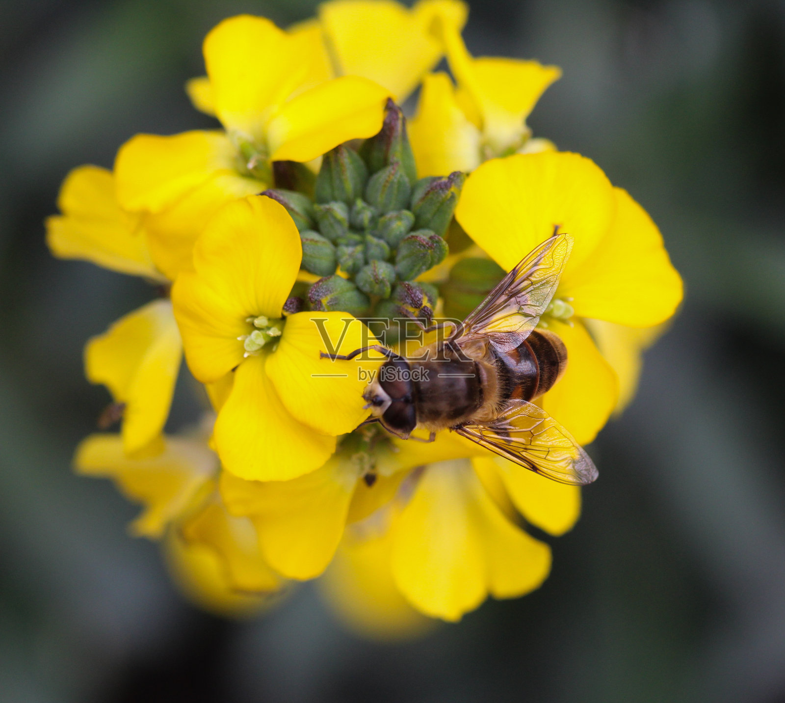 叶柄蝇，俗称雄蜂，从一朵花上采集花蜜照片摄影图片