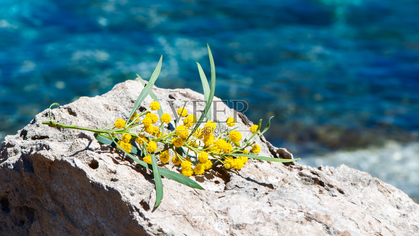 蓝色的海，石头，黄色的相思，含羞草，主题暑假，假期，旅游，春天，夏天照片摄影图片